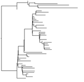 Tree From viral sequences